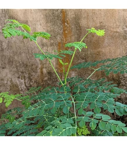 Semi Di Moringa Biologici Sempreverdi | 12 Pezzi Resistenti Per Balcone E Giardino, Pianta Ornamentale Adattabile A Qualsiasi Ambiente