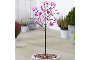 GARDENERSDREAM Magnolia 'Susan' Tree | Premium Potted Trees for Small Gardens Border Patio Plants | 2-3ft