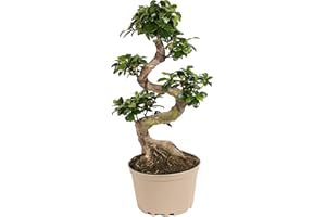 Plant in a Box - Ficus Ginseng S-Shape - Japonaise Bonsai - Plante d'intérieur naturelle - Pot 20cm - Hauteur 55-65cm