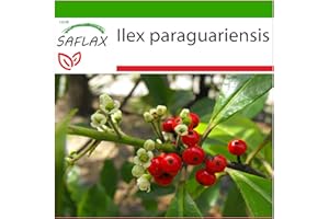 SAFLAX - - 10 semillas - Con sustrato estéril para cultivo - Ilex paraguariensis