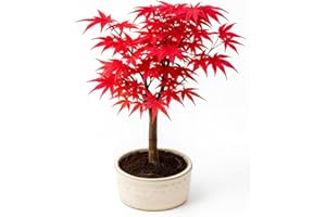 Bonsai Tree with Ceramic Flower Pot – Ligustrum, Ficus, Carmona, Podocarpus, Chinese Elm – Approx. 6–9 Years (12 cm Bowl, Acer Deshojo P12)