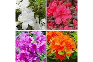 Azalea Potted Plant Collection Hardy Evergreen Outdoor Compact Dwarf Flowering Shrubs Including Red, White, Orange and Lilac, 1 x Mixed Azalea Collection (4 x 9cm Potted Plants) by Thompson & Morgan