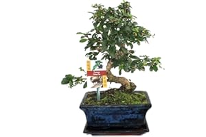 Exotenherz - Bonsai Fukientee - Carmona microphylla - ca. 8 Jahre