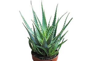 KUNERT-KERAMIK Aloe arborescens,große kräftige Heilaloe,20er Topf,ca.30-35cm hoch,Heilpflanze!
