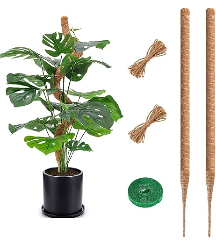 Monstera Rankhilfe 120 cm (2er Set) - Flexible Moosstab fr Monstera aus  Kokosfaser inkl. Zubehr und Pflanzensttze fr Kletterpflanzen im  Innenbereich : Amazon.de: Garten