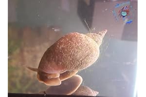 Topbilliger Tiere Spitzschlammschnecken - Lymnaea stagnalis - Aufräumtrupp und Gesundheitspolizei für den Gartenteich! 10x