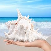 MEYAGOT Natural Seashells, 18-20 cm Giant Seashells, Large Seashells, Huge Ocean Shells for Home Decoration, DIY