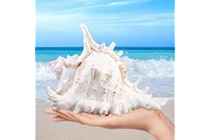 MEYAGOT Conchas Marinas Naturales,18-20cm Conchas Marinas Gigantes,Conchas Marinas Grandes,Enormes Caracolas Oceánicas para Decoración del Hogar,Bricolaje