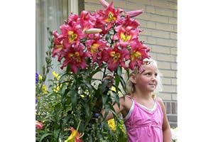 COOTO 1x Bulbo lirio Bulbos Flores para plantar Bulbo Lilium Bulbos de flores baratos Lirios bulbos Lilium Satisfaction XXL