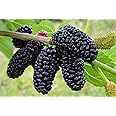 Raj Collection Rare Exotic All Time Mulberry (Air Layered) Hybrid Live Plant, Black & Red Color "Special Variety" All Season (Size- 1.5 to 2 Feet, Pack of 2)