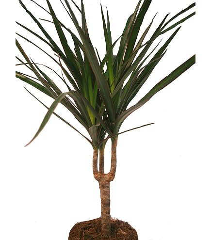 groe glckskastanie Pachira aquatica