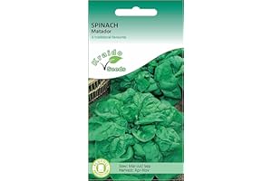 KRAIDO SEEDS Spinach Seeds Matador Spinacia Oleracea 300 Seeds Grow Your Own Vegetable Perfect for Outdoor Growing in Raised Beds or in Large Pots and Containers