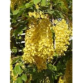 12 Golden Rain Tree Seeds (Cassia Fistula)