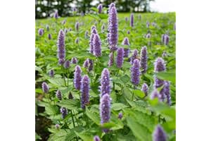 EYSII Anis Hysope Graines 1000+ （Hyssopus officinalis） Organique Facile à Cultiver De Grandes Graines D'herbes De Jardin Pour Bonsaï Maison Jardin Yards Plantation