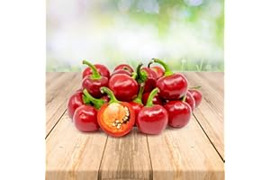 PRADEMIR 25 semillas de cerezo rojo de Chili de Portugal, 100% natural, sin productos químicos ni genéticamente modificados