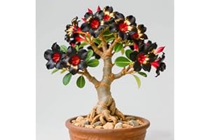 IIEDGE Seltene Wüstenrose Seltene Wüstenrose Winterhart WüStenrosenknolle Winterhart Schönes Bepflanzen von Staudengärten-1knolle-d