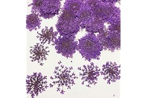 HANDI-KAFU 24 pcs Purple Queen Anne's Lace Real Natural Dried Pressed Flowers for Resin Art Craft DIY