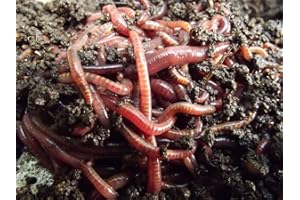 Desconocido LOMBRIZ ROJA CALIFORNIANA 50 Unidades CONTADAS A Mano