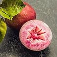 M-Tech Gardens Milk Fruit/Star Apple/Chrysophyllum cainito (Red, Hybrid) Seedling Exotic 1 Live Fruit Plant