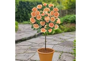 YouGarden Patio Standard Peach Rose, 4 Litre Pot, Ready to Plant, Established Rose Tree for Gardens