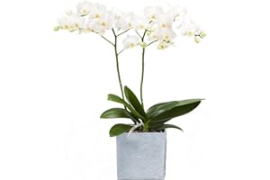 Dominik Blumen und Pflanzen, Zimmerpflanzen Orchidee, Phalaenopsis, weiß blühend, 2 triebig 1 Pflanze und 1 Scheurich Übertopf, grau / stone / weiß