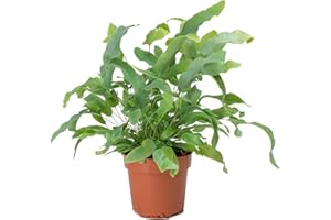 GARDENERSDREAM Phlebodium Blue Star - Golden Polypody Fern - Indoor Houseplant for Home or Office - Potted Ferns, Plants for Small and Large Spaces - Bright Green Foliage Leaves (35-45cm Incl. Pot)