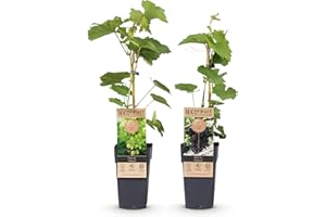 GREEN BOUTIQ GreenboutiQ - Plante à fruits - Raisin Violet & Blanc - Vitis vinifera Vanessa & Himrod - Sans pépins - 2 plantes - Pot de 15cm Hauteur 50cm