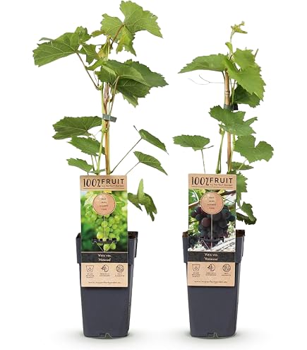 Plant De Raisin Muscat Bleu En Pot 2 Litres - Variété Dessert Précoce, Résistante Au Gel - Idéal Pergola, Treillis