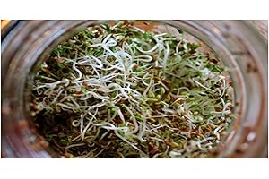 PREMIER SEEDS DIRECT ALF01 - Organic Sprouting Seeds - Alfalfa - 40 GM