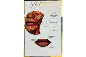 QUALIPRINT LIMITED Qualiprint Lip Anatomy Poster - 400GSM, 42cm x 29.7cm | Gold Foil Silk Finished Human Anatomy Wall Art for Salon Decor, Classroom Learning & Aesthetics Clinic | Unframed