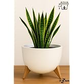 ToXA 5 Litre 25cm K&uuml;re Saksı Ayaklı Delikli S&uuml;zge&ccedil;li Plastik &Ccedil;i&ccedil;ek Saksısı Fildişi