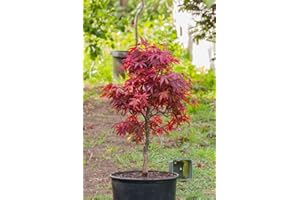 Acero Rosso Giapponese, Acero Palmatum Shaina, Pianta in Vaso ø18 cm, Pianta vera, Vivaio di Castelletto