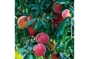 LAMPHLE Semillas de frutas mixtas, 100 Unids/bolsa Semillas de frutas mixtas Plantas de árboles deliciosos Semillas de plantas de ciruela pera cereza anual para jardín Semillas de frutas