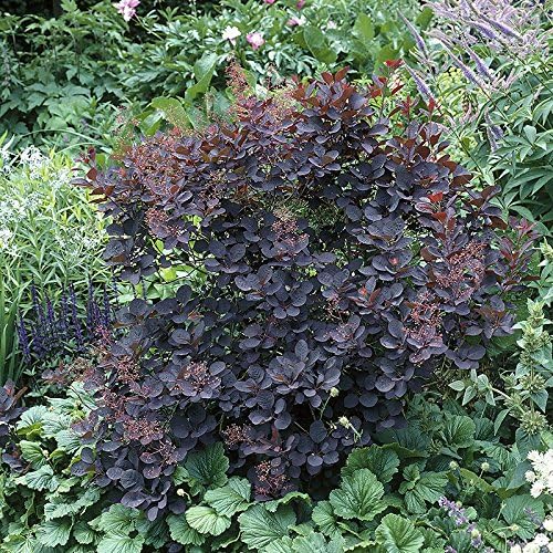 Cotinus Smoke Bush 'Royal Purple' in 3L Pot