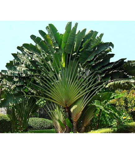 Seedeo Paradiesvogelblume Samen – Strelitzia Nicolai, 10 Stück – Exotische Kübelpflanze
