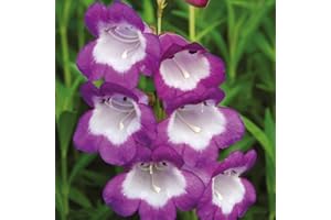 THOMPSON & MORGAN Penstemon Hardy Perennial Plant Long Flowering Easy to Maintain Semi Evergreen with Lilac and White Bell Blooms, Perfect for Bees & Butterflies 1 x Pensham Czar in 1L Pot by Thompson and Morgan