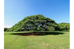 GROW YOUR SECRET GARDEN Monkey Pod Tree 5 Seeds, Rain Tree - Samanea Saman - Magnificent Bonsai