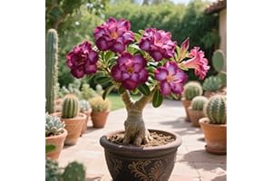 UIODERDC La rosa del desierto florece fácilmente durante toda la temporada sin necesidad de mantenimiento-1tubérculos-C