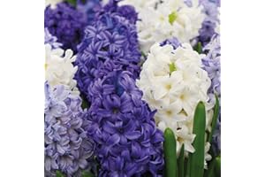Hyacinth Indoor Bulbs Hardy Plant, ‘Rhapsody in Blue’ Mixture, Fragranced Blue Purple and White Blooms, Easy to Grow Your Own Houseplants, Supplied as 16x Hyacinth Bulbs by Thompson & Morgan