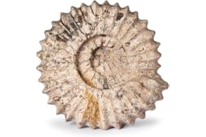 British Fossils Carved Fossilstone Ammonite – 5" Hand-Carved Marble Ornament & Bookend, Gift Boxed