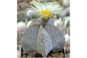 EXOTIC PLANTS Astrophytum myriostigma v. potosinum - Kakteen - 10 Samen