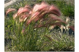 PREMIER SEEDS DIRECT - Ornamental Grass - HORDEUM JUBATUM - Squirrel Grass - 0.6 GM ~ Approx 360 Seeds