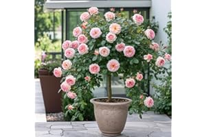 EUROPA GREEN Rosier sur Tige - 120 cm de Hauteur - pour Pots et Pleine Terre - Idéal pour Balcon, terrasse, Petit Jardin (Laminuette)