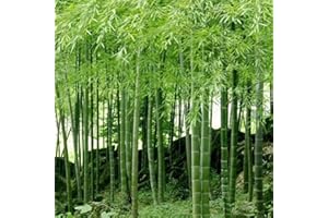 REMORUI 100 Stück Bambus Samen Winterhart, Bambus Pflanze Samen, Blumensamen für Garten und Balkon,Garten Blumen, Ideale Garten Pflanzen, Balkon Pflanzen (Grün)