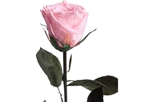 ‎ROSEMARIE SCHULZ HEIDELBERG Eternal Rose Pink Single with Stem - Real Rose Preserved 30-35 cm Long Lasting 3 Years as Love Gifts for Women for Valentine's Day - Durable Pink Roses Best Friend Gifts (Pink)