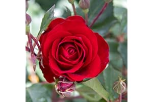 Red Spot®, rosa viva di Rose Barni®, rosa in vaso rosso vellutato, pianta folta e compatta, con fioritura a mazzi, adatta alla coltivazione in vaso, rifiorente fino autunno inoltrato cod.72084