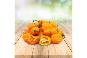 PRADEMIR Habanero Orange 25 x Semillas de Portugal 100% Natural Sin Agente Químico ni OMG