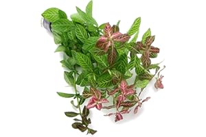 K2AQUA Hygrophila Polysperma Rosanervig Bunch Live Aquarium Plant Freshwater Fish Tank Decoration Vibrant Red Green Leaves Healthy Aquatic Flora Easy Care Stems Natural Oxygenation Planted Tank