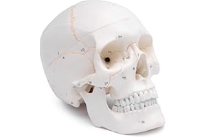 CRANSTEIN SCIENTIFIC Cranstein A-211 cráneo anatómico con numeración | Estudios y formación médica | cráneo | Modelo de anatomía del cráneo | modelo de calavera