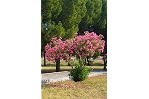 GROW YOUR SECRET GARDEN Dwarf Crape Myrtle Pink Seeds - Longest Blooming Tree